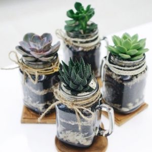 Plante trendy